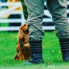 images/attractions/gundog-scurry/fd8c1097-6436-423b-a5e5-48ad38adcce6.jpg